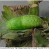 aric artaxerxes pupa1 volg11